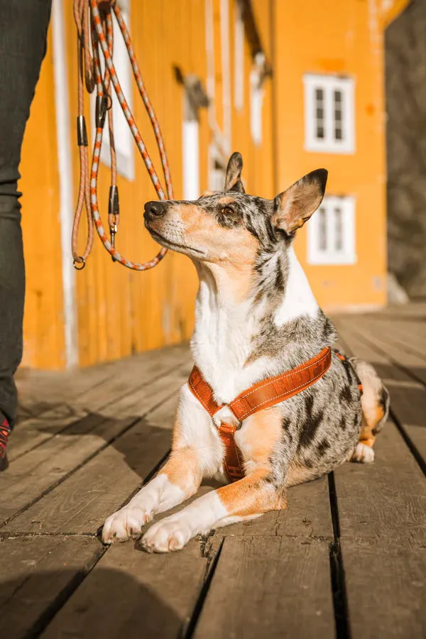 Hurtta ECO Casual Raven Dog Y-Harness