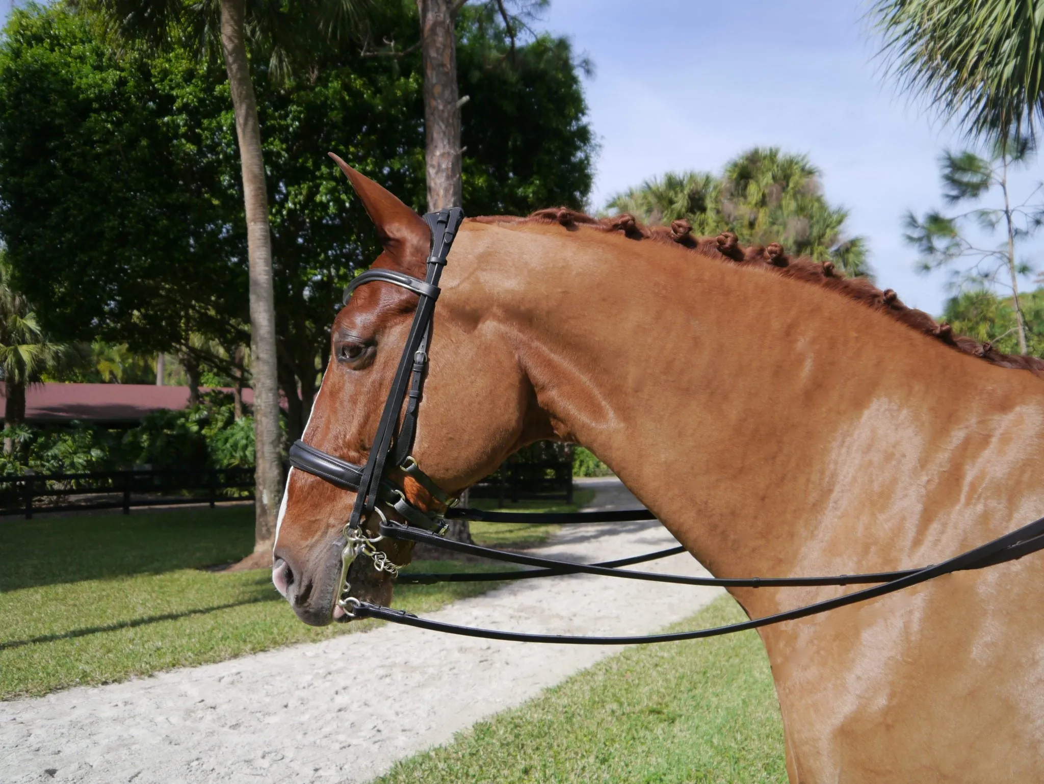 The Andros Double Bridle Featuring the Tota Comfort System