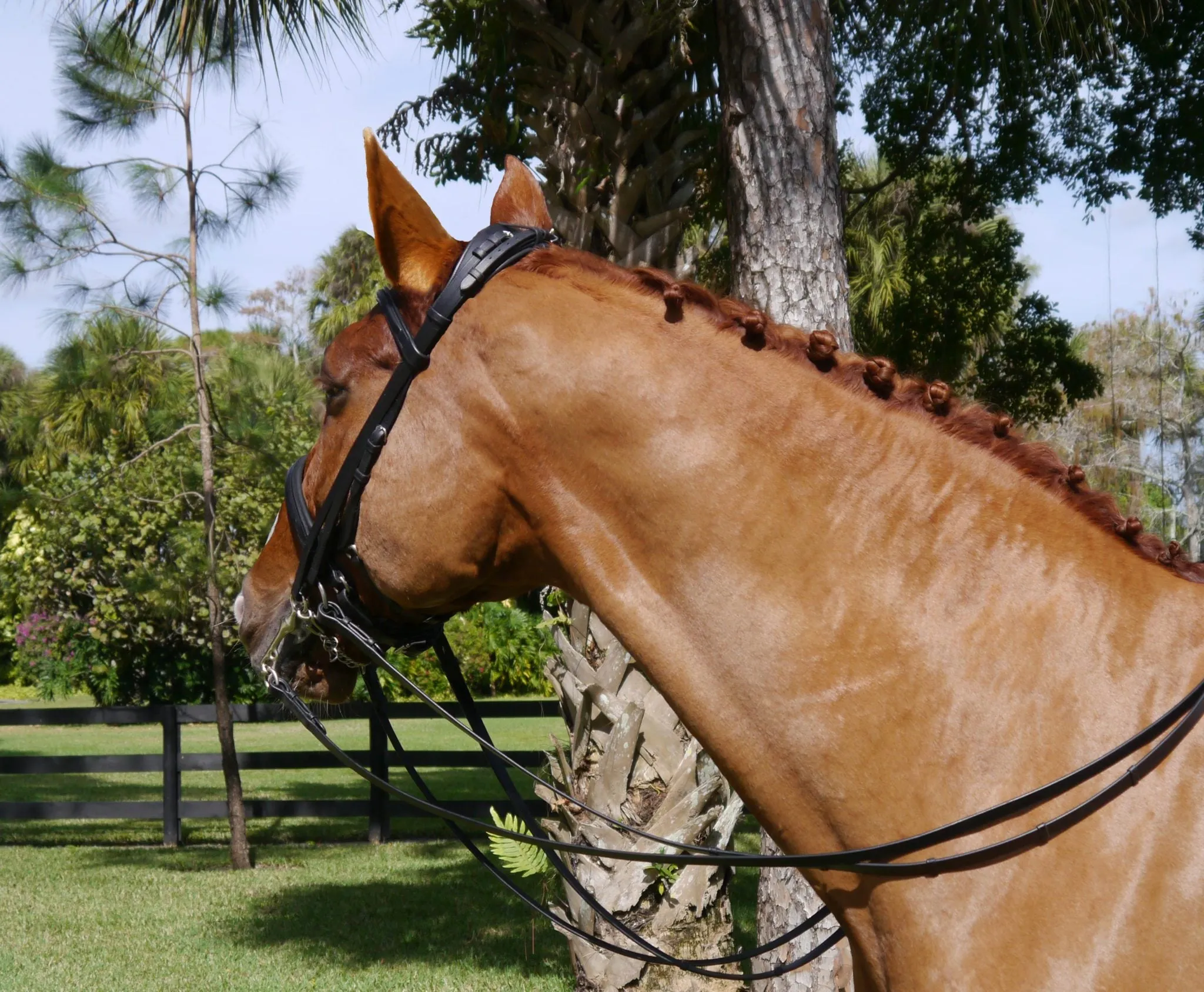 The Andros Double Bridle Featuring the Tota Comfort System