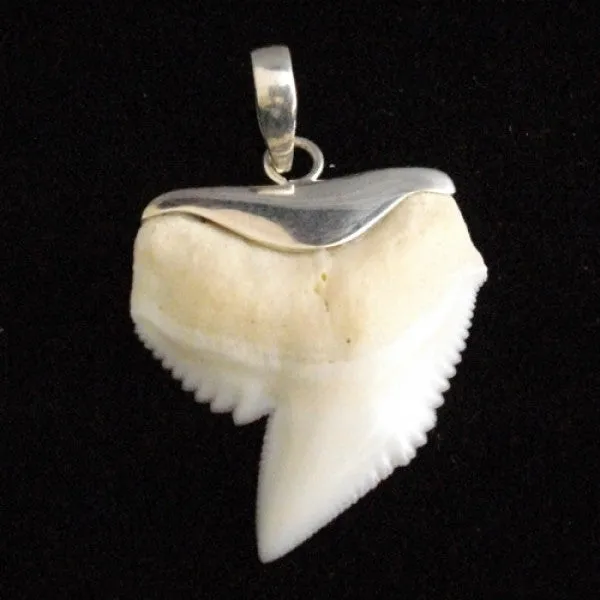 Tiger shark tooth stylish silver capped design s20